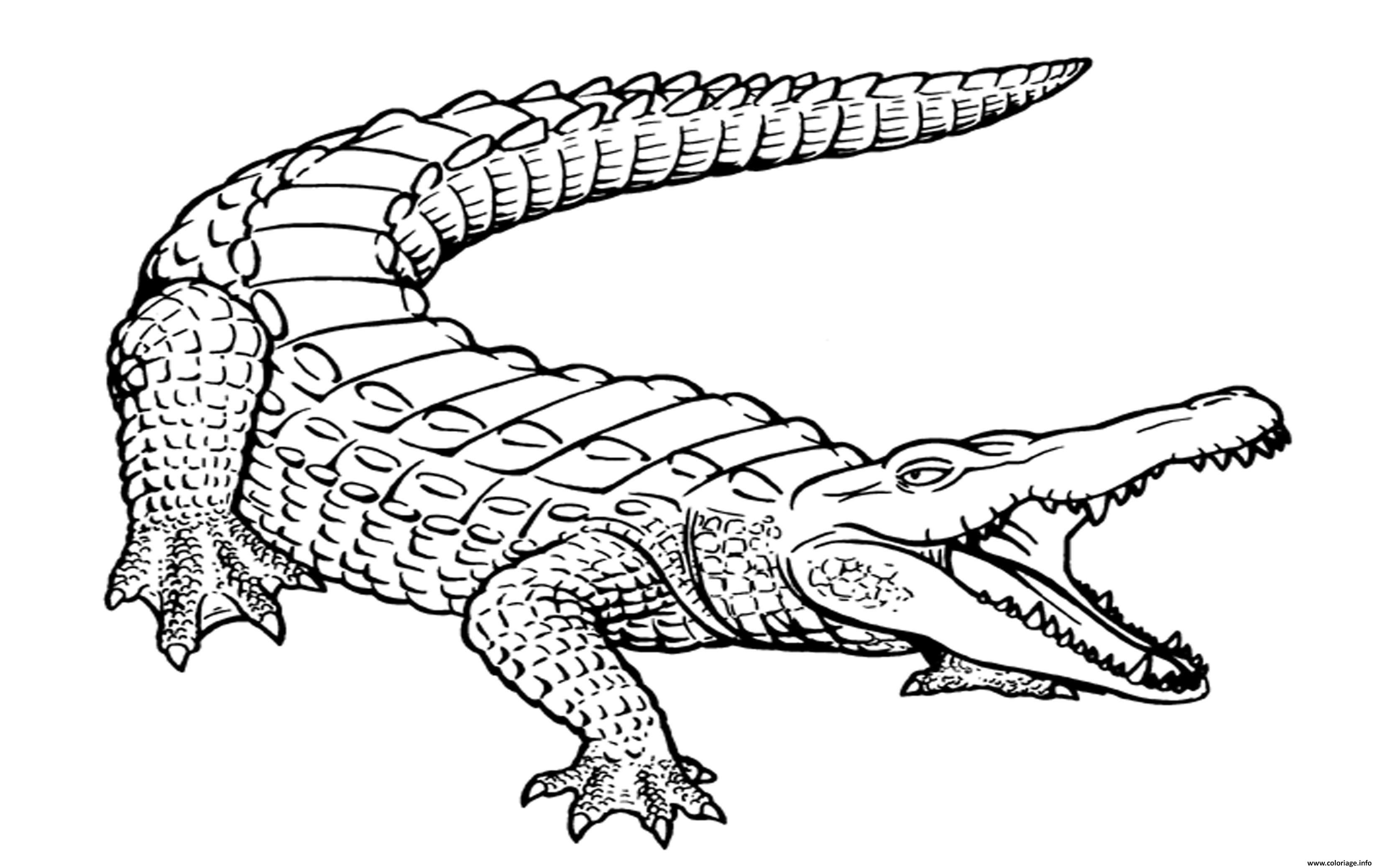 Comment dessiner un crocodile