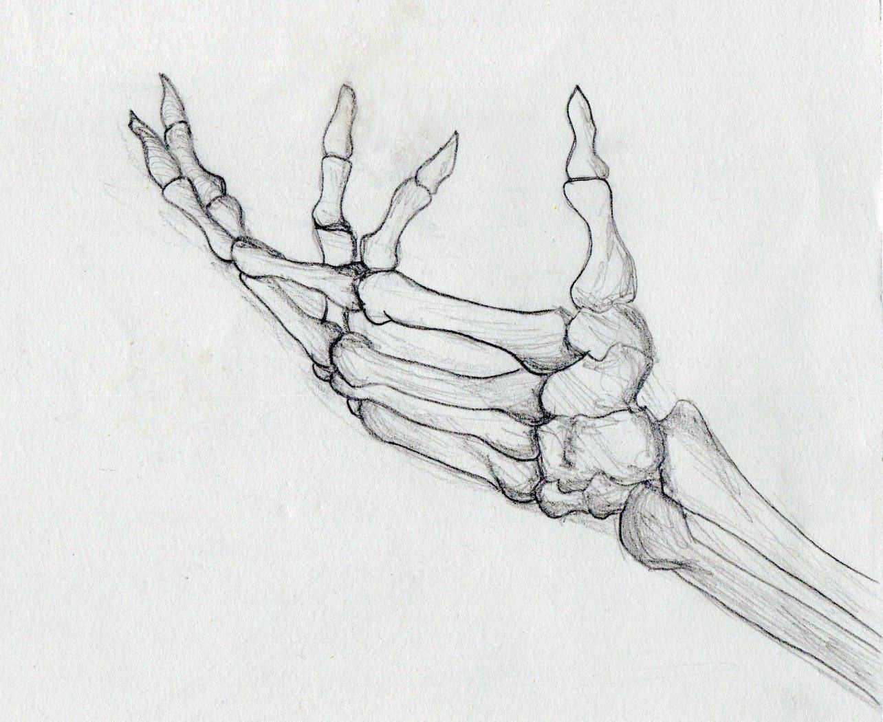 dessin squelette réaliste